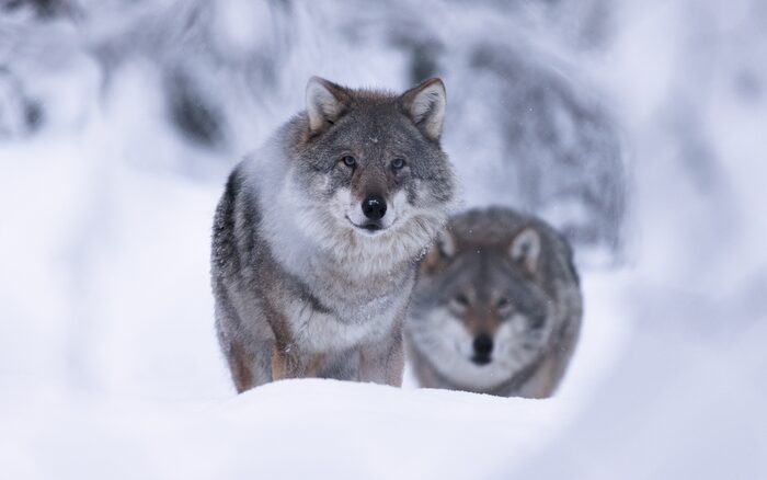 Wolves, Norway