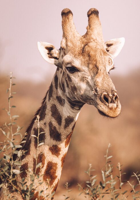 Giraffe, Safari